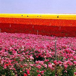 steam云更新“动态云同步”功能 玩游戏时无缝切换Deck 和 PC