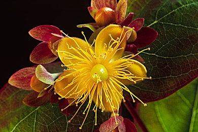 《全面战争：战锤3》免费DLC 哈拉德·铁锤风暴预告